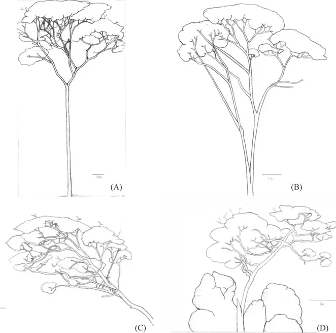 FIGURA 1:  Ilustração dos indivíduos de Copaifera langsdorffii nas fisionomias de Floresta (A), Cerrado  (B), Corredor (C) e Cerrado Rupestre (D)