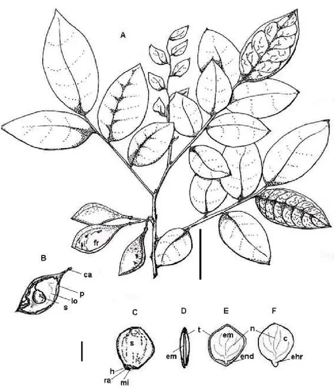 FIGURA 3:  Frutos e Sementes de Apuleia leiocarpa  (Vogel)  J.  F.  Macbr..  A  –  Ramo  com  frutos  maduros;  B  –  Fruto  com  semente  /  Vista  região  interna;  C  –  Semente  inteira  /  Vista  região  hilar;  D  –  Semente  /  Corte  transversal;  