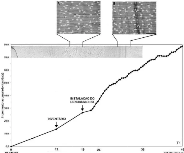FIGURE 6:  Accumulated trunk increment of eucalypt trees in the control treatment and macroscopic cross-section  of wood (until 36 month) and microscopic cross-sections produced when normal (A) and drought (B).