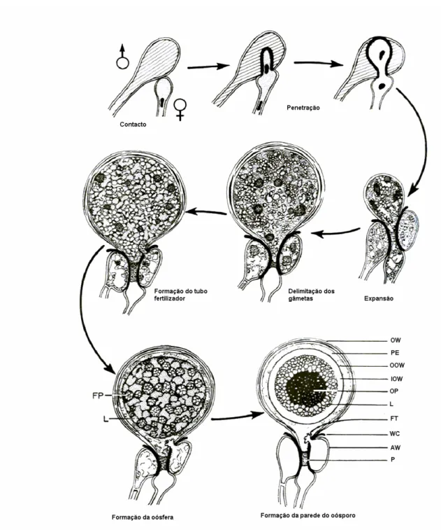 Figura 2 – Morfogénese dos oósporos em P. capsici: relação entre os gâmetas e desenvolvimento do  oósporo