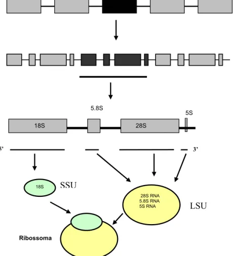 Figura 3 – Esquema representativo da organização do genoma que codifica para o RNA das sub- sub-unidades dos ribossomas, SSU – “Small Subunit”; LSU – “Large Subunit”