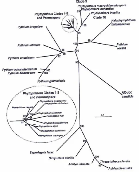Figura 4. – Diagrama das relações filogenéticas nos Oomycetes (Cooke et al., 2000). 