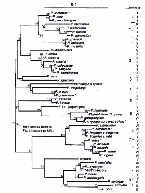 Figura 5 – Diagrama das relações filogenéticas entre diferentes espécies de Phytophthora (Cooke et al.,  2000)