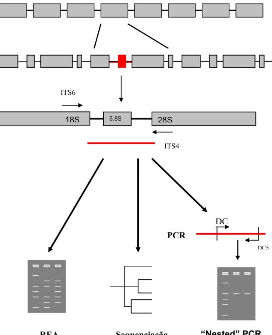Figura 6 – Esquema representativo da organização do rDNA e estratégias de identificação das espécies  de  Phytophthora com base na Região genómica ITS1, 5.8S e ITS2, (Siglas e métodos descritos no  texto)