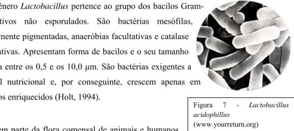 Figura 7 - Lactobacillus  acidophillus 