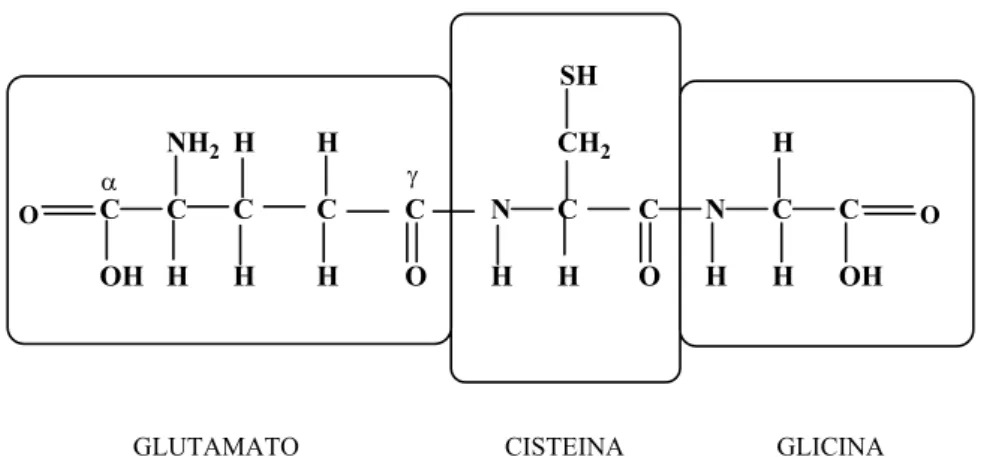 Figura 7 – Estrutura da glutationa 