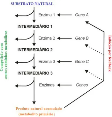 Figura  1.  Vias  metabólicas  com  possibilidade  de  competição  pelo  intermediário  e  regulação via  feedback ou pelo controlo da expressão genética (Adaptado de Moyna e  Menéndez, 2001)