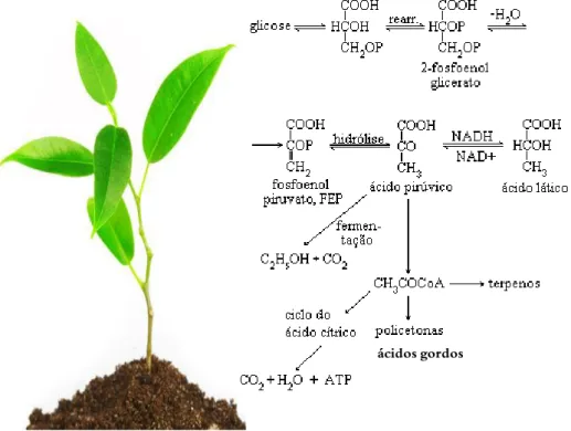 Figura 2. Metabolitos primários produzidos pelas plantas. 