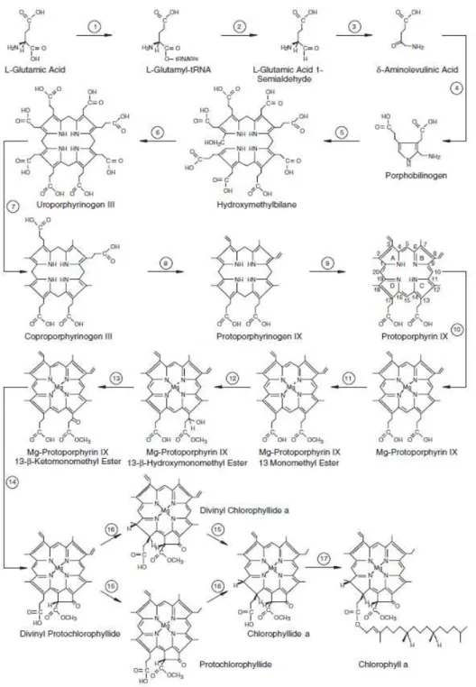 Figura 5. Representação da via metabólica da síntese de clorofila a (Adaptado do site  