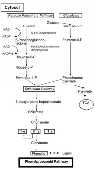 Figura 7. Biossíntese de compostos fenólicos pelas vias das pentoses fosfato,  chiquimato e fenilpropanoide (Adaptado de Lin et al., 2010)