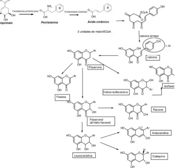 Figura 9. Biossíntese dos flavonoides (Adaptado de Araújo, 2009). 