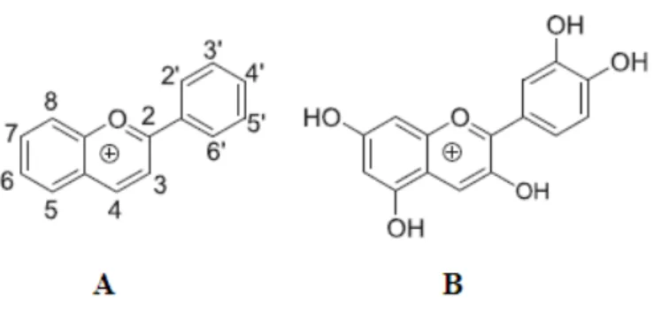 Figura 10. Estrutura do catião flavílico (A) e da estrutura da antocianidina (B) (Dewik,  2010)