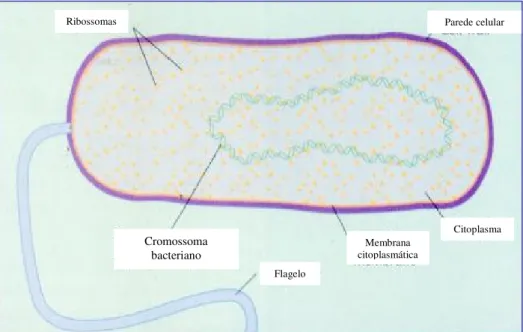 Fig. 2 – Organização celular de uma célula procariótica (imagem cedida pelo Professor João Carlos  Sousa)