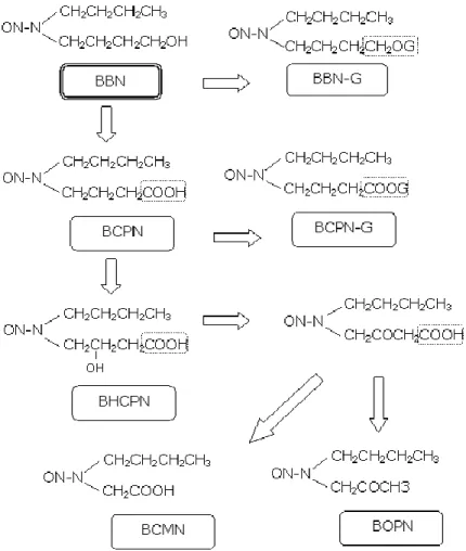 Figure  1:  Metabolism  of  N-butyl-N-(4-hydroxybutyl)nitrosamine  (BBN).  (BBN-G:  BBN- BBN-glucoronide;  BCPN:  N-butyl-N-(3-carboxypropyl)nitrosamine;  BCPNG:   BCPN-glucoronide;  BHCPN:  N-butyl-N-(2-hydroxy-3-carboxy-propyl)  nitrosamine; 