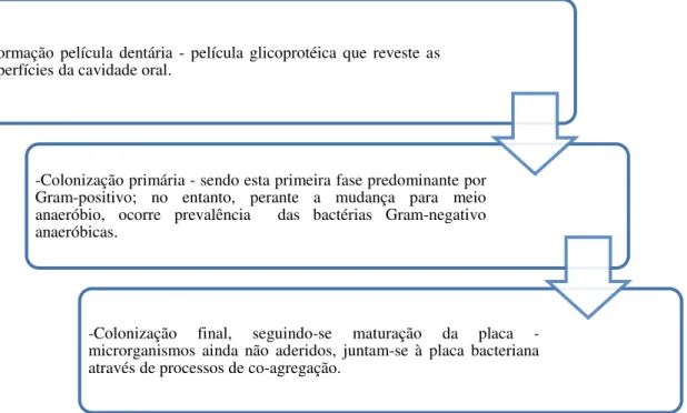 Figura 1. Processo de formação da placa bacteriana (Marinho e Araújo, 2007; Scannapieco, 2013).