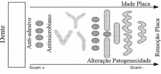 Figura  6.  Atuação  dos  diferentes  tipos  de  antisséticos  orais  na  sucessão  da  placa  bacteriana  (Lindhe,  2003).