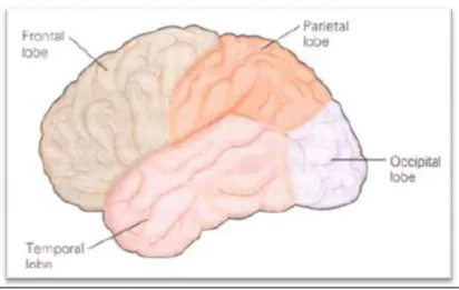 Figura 2: Representação dos lobos cerebrais (vista lateral) 
