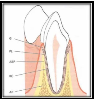 Figura  3.  Constituintes  do  periodonto.  G-gengiva;  PL-ligamento  periodontal;  ABP-  osso  alveolar  propriamente dito; RC- cemento radicular; AP- osso alveolar