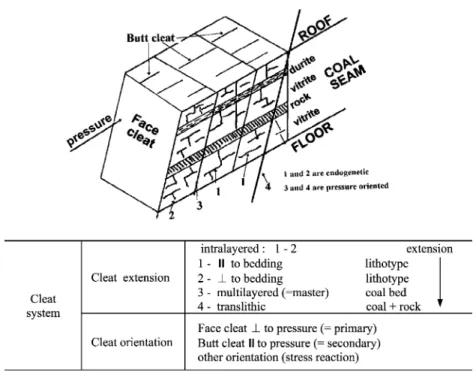 Fig. 12. The cleat system (after Tremain et al., 1991, adapted).