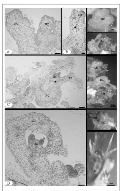 Figure  2  -  Histological  study  of  callus  and  shoots  induction  from  explants  of