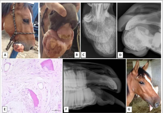 Figure 1 - A, B. Lateral and frontal aspect of the mandibular mass causing lip distortion and feeding difficulty in a 3-year-old crossbred  horse
