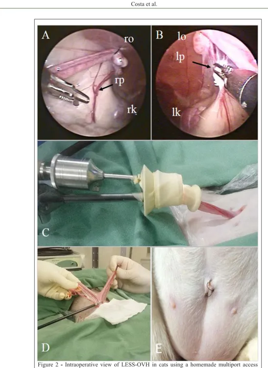 Figure 2 - Intraoperative view of LESS-OVH in cats using a homemade multiport access  device