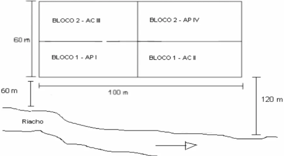 FIGURA 1: Posição dos blocos e parcelas na área de pesquisa (6000 m 2 ), onde as parcelas I e IV são de  silvicultura de precisão (SP) e as parcelas II e III são de agricultura convencional (AC)