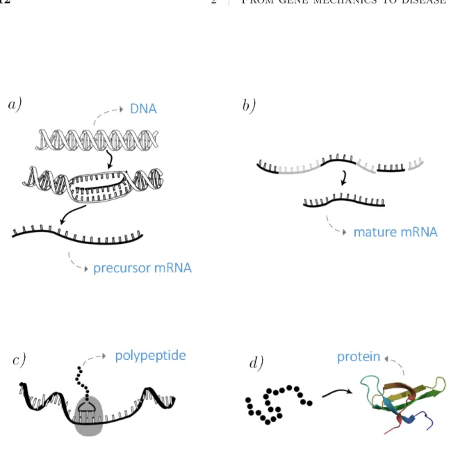 Figure 2.2 Diagram of the steps of gene expression. In (a) the DNA is untwisted and then a gene is copied by an external complex called RNA polymerase