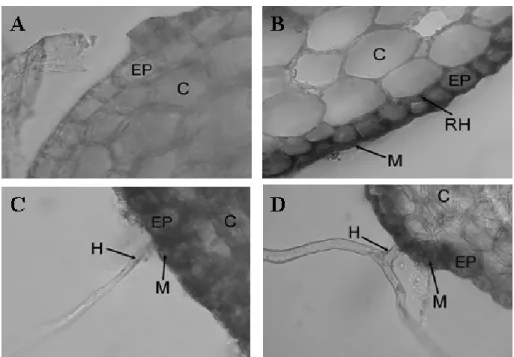 FIGURA 1:  Cortes  transversais  de  raízes  de  mudas  de  sibipiruna  (Caesalpinia peltophoroides)  não  inoculadas (A) e inoculadas com o fECM  Pisolithus microcarpus  e submetidas à aplicação  do óleo essencial de eucalipto (B, C e D)