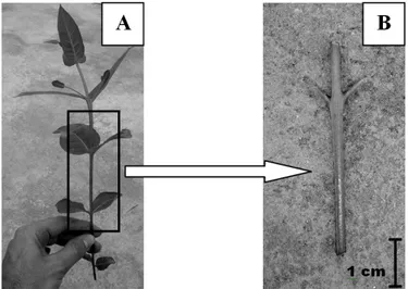 FIGURA 1:  Obtenção de explantes para iniciação da micropropagação de clones de Eucalyptus urophylla  x  Eucalyptus globulus: (A) brotação recém-coletada das minicepas, destacando a porção  utilizada para obtenção dos explantes; (B) segmento nodal após pre