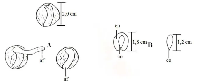 FIGURA 2:  Aspectos morfológicos da semente de Eschweilera ovata (Cambess.) Miers. A) sementes