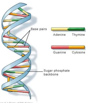 Figure 2.1 – The DNA molecule [11] 