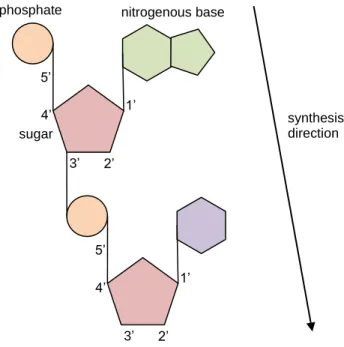 Figure 2.3 – Complementarity of bases between two, anti-parallel, DNA strands 