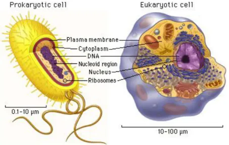 Figure 2.4 – Prokaryotic and Eukaryotic cells [12] 