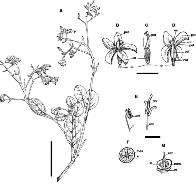 FIGURA 3:  Ramo e flores de  Cordia trichotoma . A – Ramo com inflorescência; B – Flor aberta; C – Botão  floral; D – Flor/Corte transversal; E – Estame e Estigma; F – Ovário/Corte longitudinal; G –  Ovário/Corte transversal (ant – antera; ca – cálice; es 