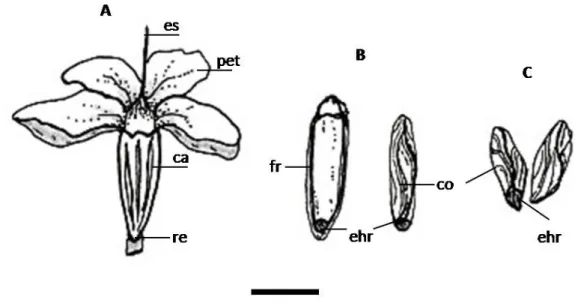 FIGURA 4:  Fruto e semente de Cordia trichotoma . A – Fruto maduro; B - Fruto e semente; C – Semente/