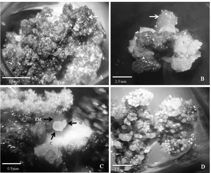 FIGURE 1:  A) Morphological appearance of blackish callus on culture medium containing 2,4-D (200  µM) after 60 days (arrow)