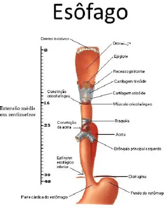 Figura 2 : Adaptado de: anatomia descritiva do esófago (Netter, 1989) 