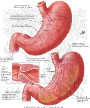 Figura 3: Adaptado de: anatomia do estômago e endoscopia (Netter, 1989) 