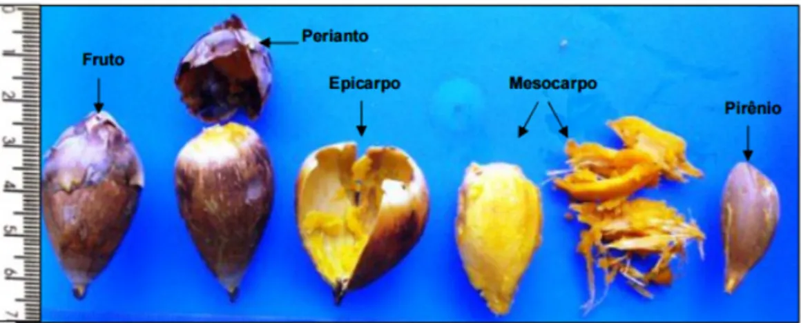 FIGURA 1: Perianto, epicarpo, mesocarpo e pirênio (conjunto do endocarpo com amêndoas), partes cons- cons-tituintes do fruto de inajá (Attalea maripa (Aubl.) Mart).