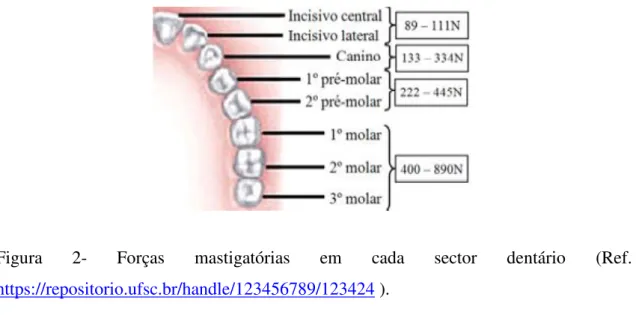 Figura  2-  Forças  mastigatórias  em  cada  sector  dentário  (Ref. 