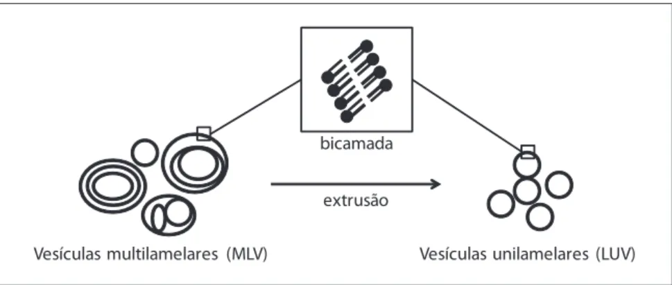 Figura 1. representação esquemática dos mlV (vesículas multilamelares) e luV (vesículas unilamelares)