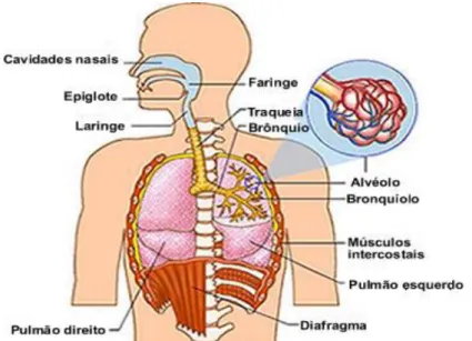 Fig 1. Sistema respiratório 