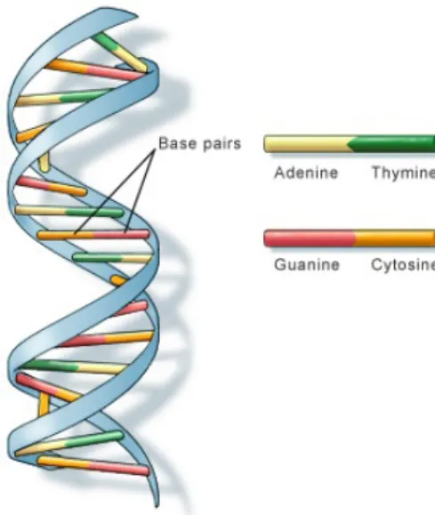 Figure 2.1: DNA molecules with double-helix form. All four different nucleotides are presented with different colors.