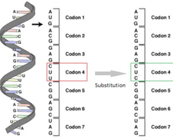 Figure 2.4: Substitution of a codon (CUU) by a synonymous one (CUC), both coding for the amino acid leucine, that does not change the resulting protein sequence.