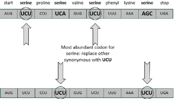 Figure 2.6: Codon Correlation Effect process - The gene is evaluated choosing the codon who appears often in the gene for each amino acid