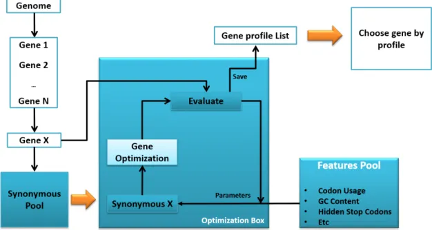 Figure 3.3: Optimization system draft displaying the system flow. First a genome is chosen and from it is selected a gene