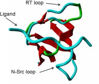 Figure  1  –  A  visual  representation  of  an  SH3  domain  in  complex  with  a  ligand
