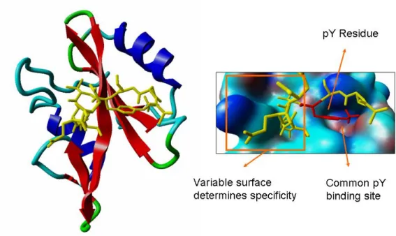 Figure 3 - The SH2 domain and its typical binding characteristics. A structure of an  SH2  domain  in  complex  with  a  phosphorylated  peptide  is  shown