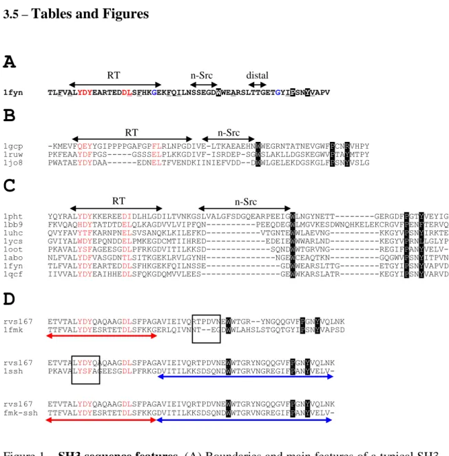 Figure 1 – SH3 sequence features. (A) Boundaries and main features of a typical SH3  domain  from  Fyn  Tyr  kinase